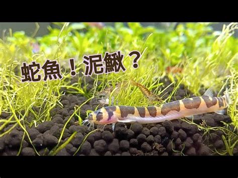 蛇魚飼養